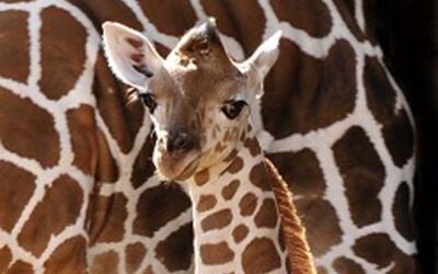 Disney’s Animal Kingdom Welcomes New Baby Giraffe