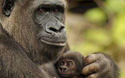 Disney’s Animal Kingdom Welcomes Birth of Endangered Gorilla