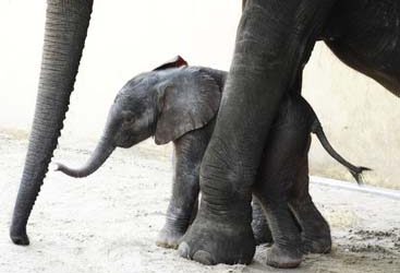 Female Baby Elephant Born at Disney’s Animal Kingdom